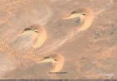 Dunes de sable